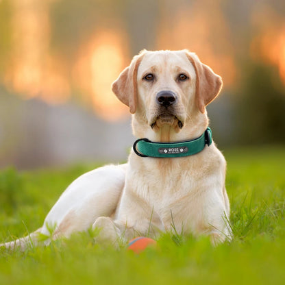 Personalized Leather Padded Dog Collar